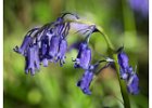 2 Bluebell